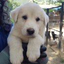 뽀시래기 이미지