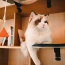 오냥오냥 고양이호텔 이미지