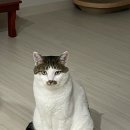 남산찹쌀아구찜 이미지