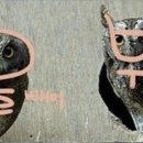 부엉이 - 천안시 서북구 성정공원3길 8 | 부엉이