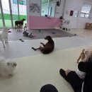 개꿀잼 애견카페 이미지