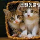 초원동물병원 네이버블로그