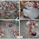 등고개농장 이미지