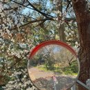 선원공원 | 제주도 제주시 가볼만한곳 벚꽃 스팟 한마음선원 신산공원