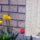 김두수「민들레」 이미지