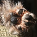 다가온 동물병원 이미지