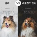 몽몽이 애견미용 이미지