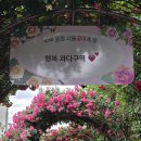 서울라본병원 | 중랑장미축제 2026 주말 서울나들이 중랑 장미공원 방문 후기