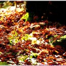 [241103-5. 일.]-[청암사의 가을빛-김천시 증산면]-[00] 이미지