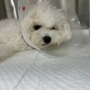 펫웨이브 동물의료센터 이미지