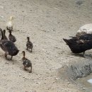 낙동강오리알 이미지