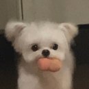 귀여운강아지 이미지