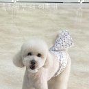 이쁘개 | 속초호텔 속초애견 더 이쁘개 속초여행숙소 편리한 위치의 가성비 숙소