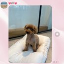 한양석사체육관 | [24년 8월]성천막국수/한정선두바이찹쌀떡/오크베리/라이라이라이/누마우동/허벌냉면/효도치킨/번패티번...