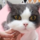 뜰안에냥 이미지