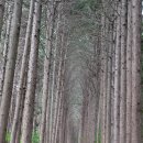 갈모봉산림욕장 이미지