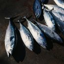 (주)수참치 이미지