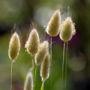 강아지풀 이미지