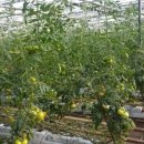 초월농장(2) 이미지