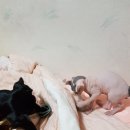 콩이묘묘 이미지