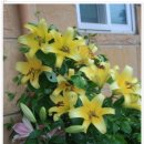 바다요정 이미지