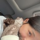 [대구] 팔공산 애견동반가능 캠핑장 "바람숲캠핑장"