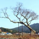 남해-278 Daum카페