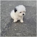 펫스티발 이미지