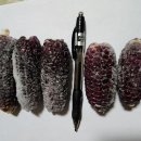 토종 흑찰옥수수 종자 이미지