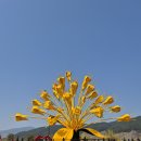 청현천 | 전라도 구례 산수유축제! 구례 가볼만한곳 3월꽃축제들~~
