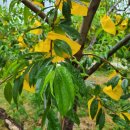 치상농장 이미지