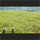 황화농장 이미지