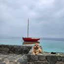 펫플러스(Pet Plus) 이미지