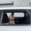 명월성 돌담집 이미지