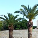 호산나2 이미지