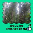 내손2동 주민센터 | 대형 나무 제거 산책로 가로수 벌목 작업