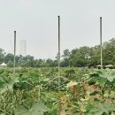가운데