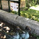 써리 독 이미지