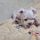 영희와바둑이 애견미용샵 이미지