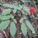 영동농장 이미지