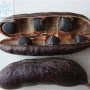 쿠스커피