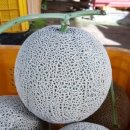 효정농장 이미지