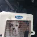 아지양이 펫샵 이미지