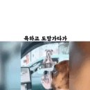 욕하고 도망가다가 신호 걸려서 만난 댕댕이 표정 이미지