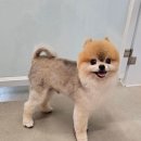 예쁘개 반려견미용샵 이미지