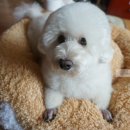 뽀독 애견 미용 이미지