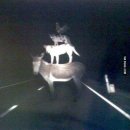 브레멘 음악대 이미지