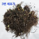 과남풀(칼잎용담)감자난초/동자꽃/고사리삼/초오(투구꽃)촛대승마(대품들)삼지구엽초 이미지