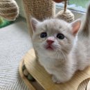 골든캣 골드브숏 골드먼치킨 평택전문점 이미지