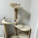 미뇽 캣 이미지